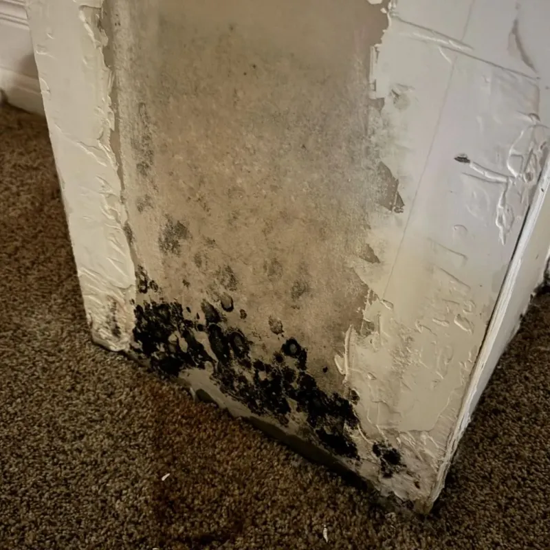 Professional Mold Removal in Cape Girardeau County, MO